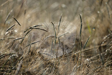 Cross orbweaver (Araneus diadematus) spiderweb in the morning dew  Lorraine  France