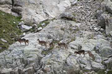 Mediterranean mouflon (Ovis gmelini)  Mercantour NP  Alps  France