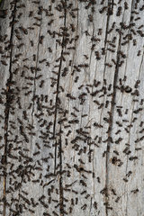 Southern wood ant (Formica rufa) on trunk  Mercantour National Park  France