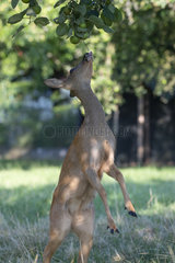 Roe deer (Capreolus capreolus) female standing on hindquarters to reach apples  Lorraine  France