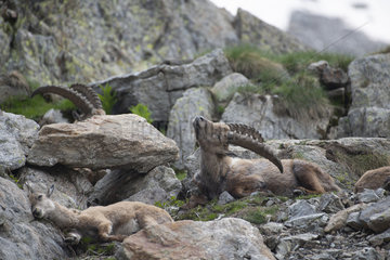 Alpine Ibex (Capra ibex) male scratching with horns  Mercantour National Park  Alps  France