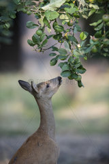 Roe deer (Capreolus capreolus) female standing on hindquarters to reach apples  Lorraine  France