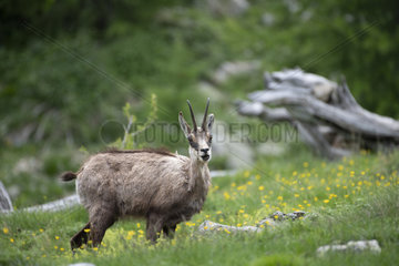 Alpine chamois (Rupicapra rupicapra)  Mercantour National Park  France