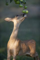 Roe deer (Capreolus capreolus) female eating apples  Lorraine  France