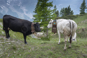 Herens and Piedmontese cow  Mercantour National Park  France