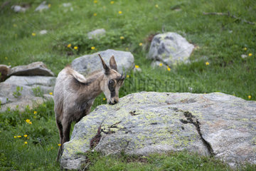 Alpine chamois (Rupicapra rupicapra) licking rocks in search of mineral salts  Mercantour National Park  France