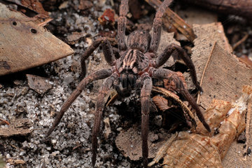 Prowling spider (Mituliodon tarantulinus)  Australia