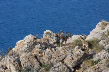 Spanish ibex (Capra pyrenaica)  Cliffs of Maro Cerro Gordo  Acantilados de Maro Cerro Gordo  Granada  Andalusia  Spain