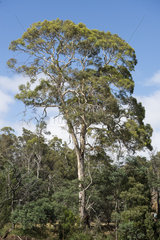Eucalyptus in the Latrobe Forest Reserve  Tasmania  Australia