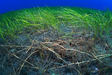 Little Neptune grass (Cymodocea nodosa). Detail of the roots. Flore  underwater backgrounds of the Canary Islands  Tenerife.