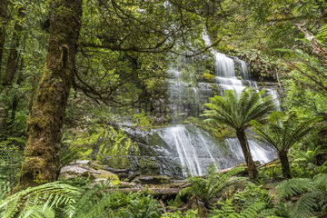 Marriotts Waterfall  Mount Field National Park  Tasmania  Australia