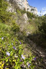 Cliff  Regional Nature Reserve of Saint Maurin  La-Palud-sur-Verdon  Verdon Regional Nature Park  Alpes de Haute Provence