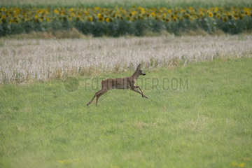 Roebuck (Capreolus capreolus) male leaping into a field  Lorraine  France