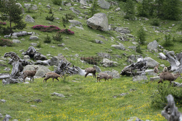 Alpine chamois (Rupicapra rupicapra) group  Mercantour National Park  France