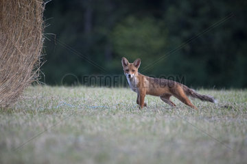 Red fox (Vulpes vulpes) in a meadow and hay roll  Lorraine  France