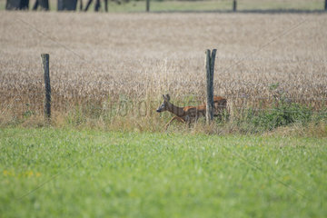 Roebuck (Capreolus capreolus) male passing under barbed wire  Lorraine  France
