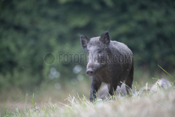 Eurasian wild boar (Sus scrofa) female  Lorraine  France