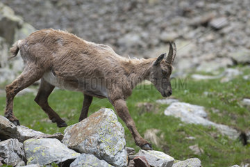 Alpine Ibex (Capra ibex) female  Mercantour National Park  Alps  France