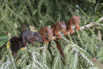 Red squirrel (Sciurus vulgaris) litter squirrel on a branch  Lorraine  France