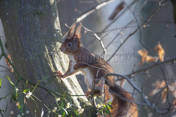 Red squirrel (Sciurus vulgaris) and Mistletoe  Lorraine  France