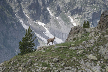 Alpine Chamois (Rupicapra rupicapra) on rock  Mercantour National Park  Alps  France
