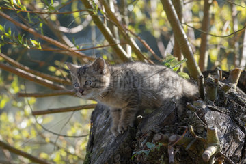 Wildcat (Felis silvestris)  kitten in a tree  Lorraine  France