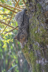 Wildcat (Felis silvestris) kitten climbing a trunk  Lorraine  France