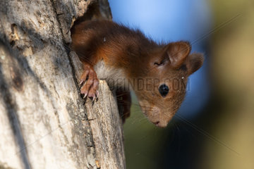 Red squirrel (Sciurus vulgaris) emerging from its nest  Lorraine  France