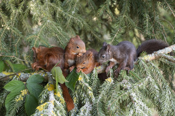 Red squirrel (Sciurus vulgaris) litter squirrel on a branch  Lorraine  France
