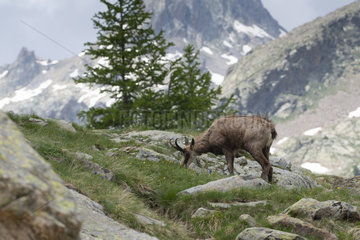 Alpine Chamois (Rupicapra rupicapra) on rock  Mercantour National Park  Alps  France