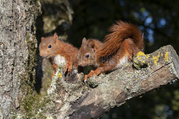 Red squirrel (Sciurus vulgaris) young on a branch  Lorraine  France