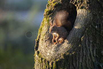 Red squirrel (Sciurus vulgaris) in the hole of a tree  Lorraine  France