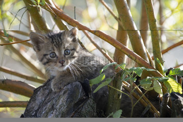 Wildcat (Felis silvestris)  kitten in a tree  Lorraine  France