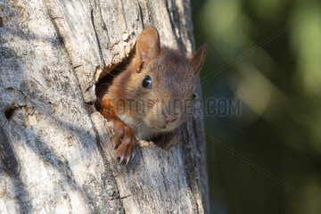 Red squirrel (Sciurus vulgaris) emerging from its nest  Lorraine  France