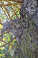 Wildcat (Felis silvestris) kitten clumsily climbing a trunk  Lorraine  France