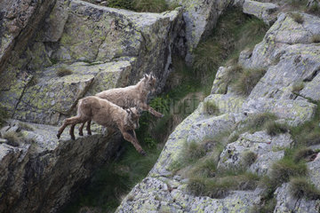Alpine Ibex (Capra ibex) young jumping  Mercantour National Park  Alps  France