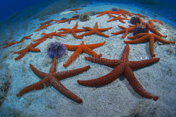 Red starfish (Echinaster sepositus)  Marine invertebrates of the Canary Islands  Tenerife.