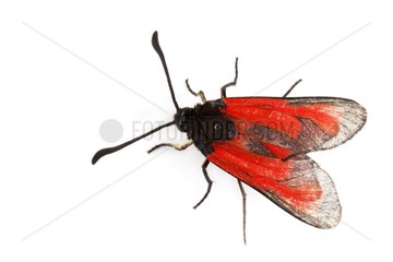 Burnet moth on white background