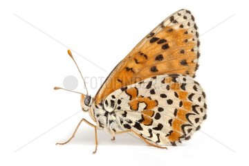 Spotted Fritillary female on white background
