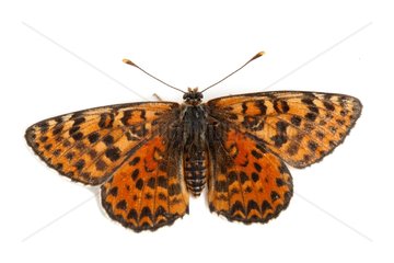 Spotted Fritillary female on white background