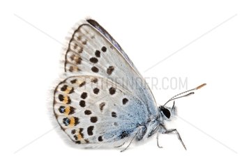 Silver-studded Blue on white background