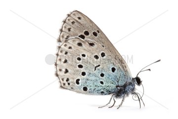 Large Blue Butterfly on white background