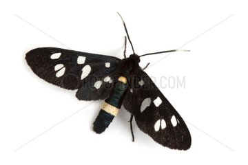 Nine spotted moth on white background
