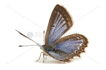 Meleager's Blue on white background