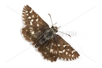 Southern Grizzled Skipper on white background