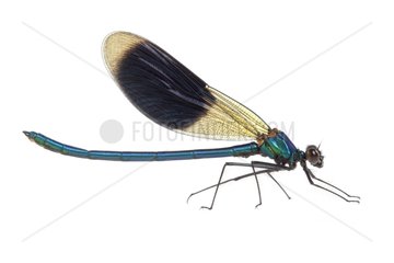 Banded Demoiselle male on white background