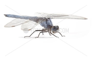 Southern Skimmer on white background