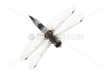 Scarse Chaser on white background