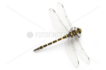 Golden-ringed Dragonfly on white background