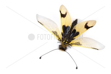Butterfly-lion on white background